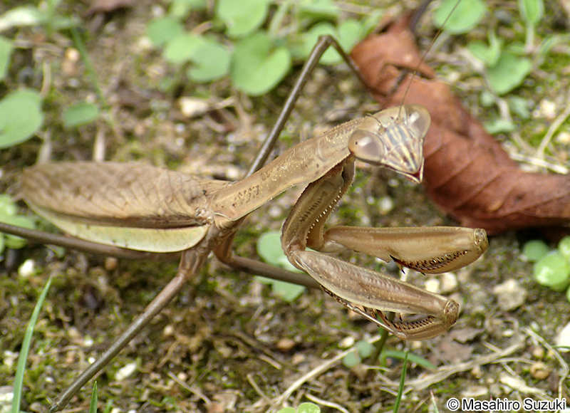 オオカマキリ Tenodera aridifolia