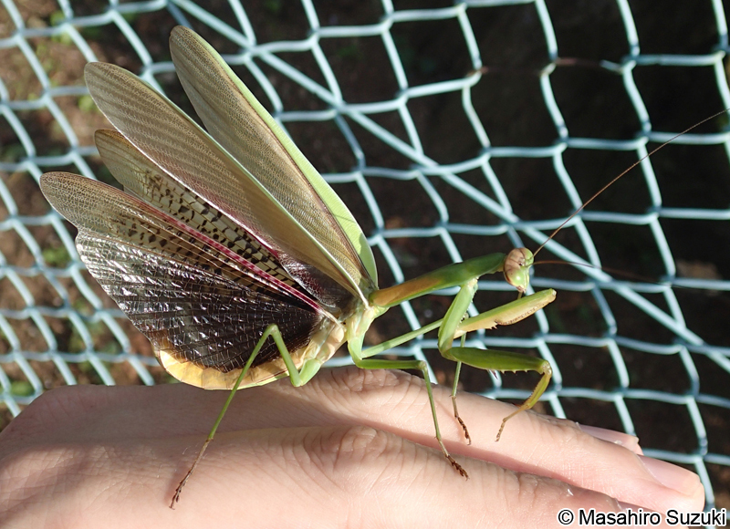 オオカマキリ Tenodera aridifolia