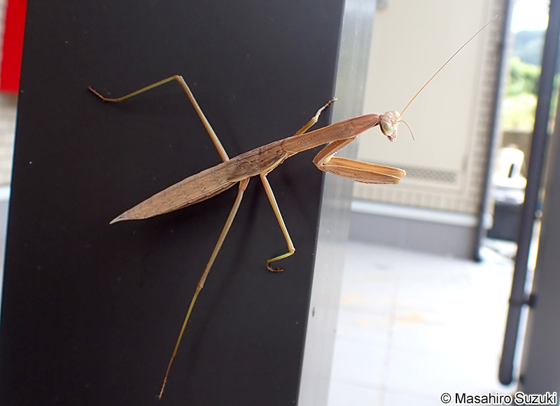 オオカマキリの幼虫