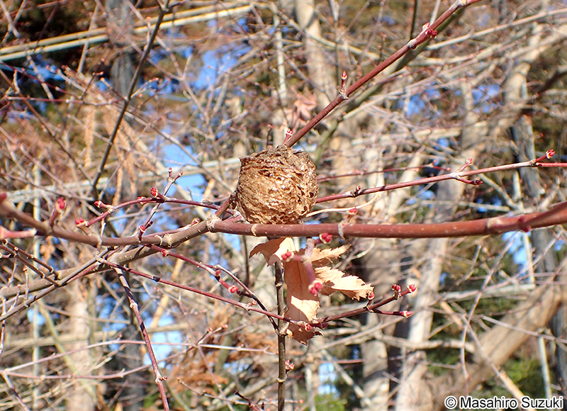 オオカマキリの卵鞘