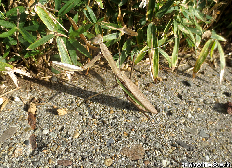 オオカマキリ Tenodera aridifolia