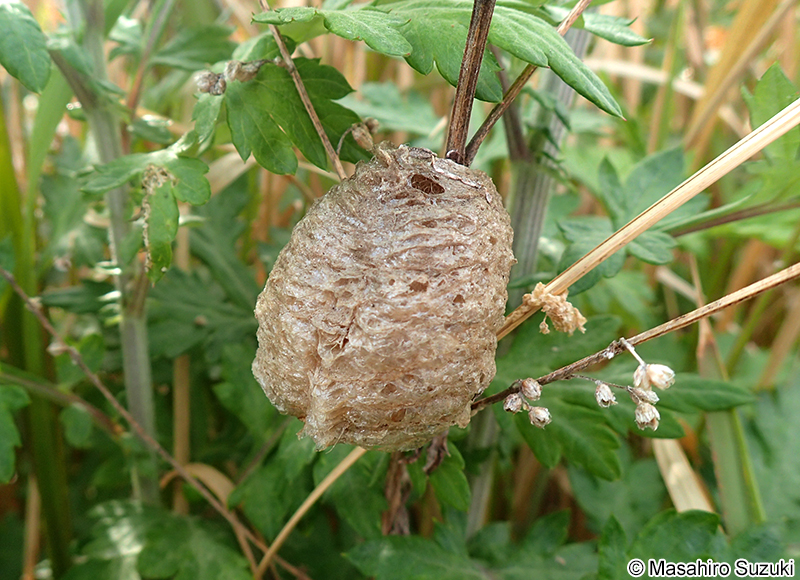 オオカマキリの卵鞘
