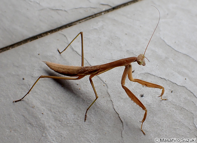 オオカマキリの幼虫
