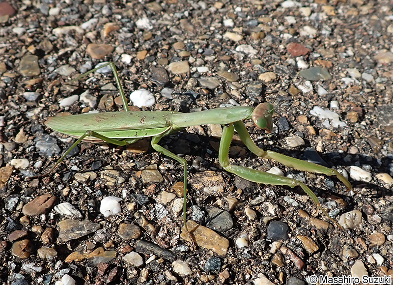 オオカマキリ Tenodera aridifolia