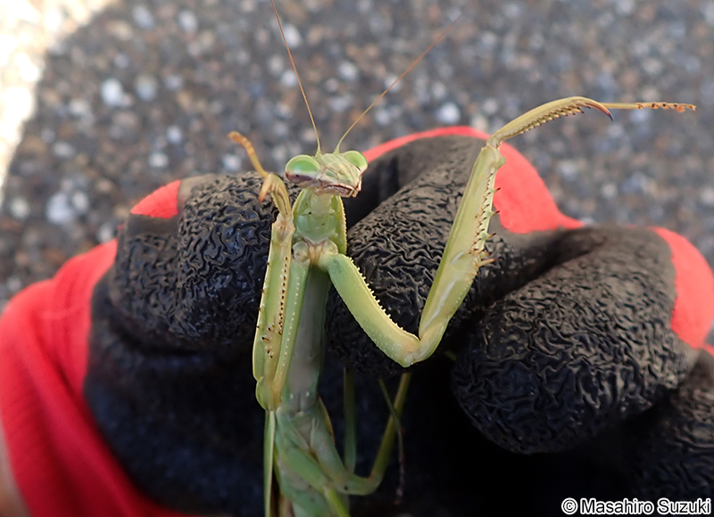 オオカマキリ Tenodera aridifolia