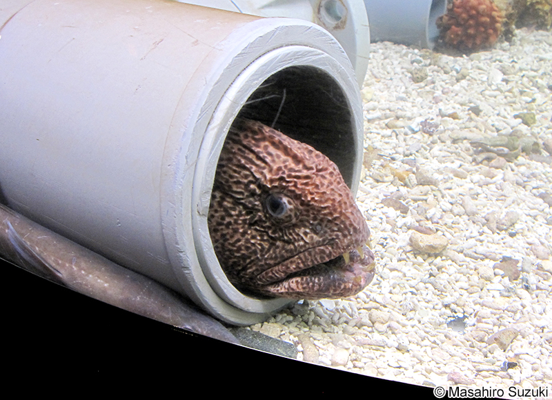 オオカミウオ Anarhichas orientalis