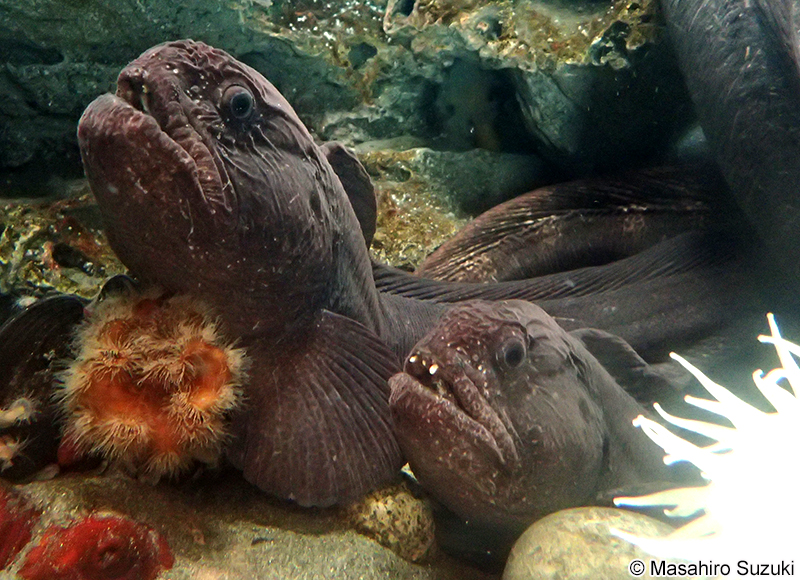 オオカミウオ Anarhichas orientalis