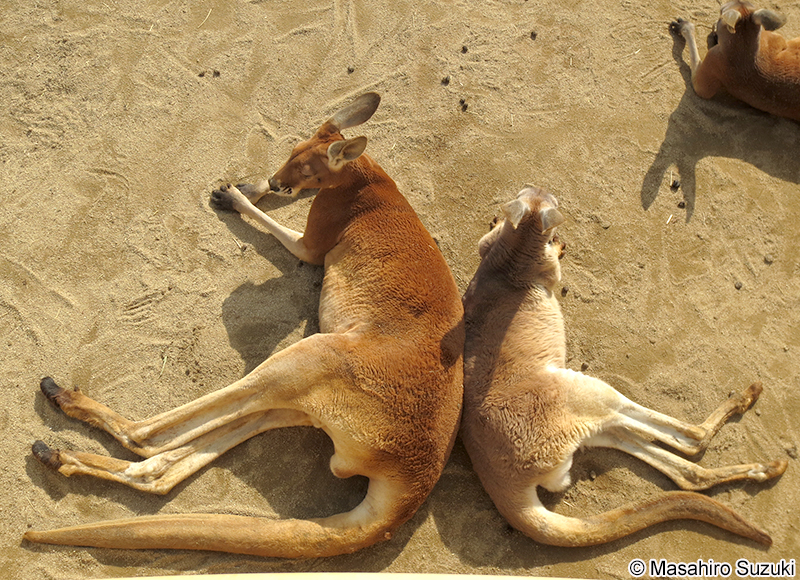 オオカンガルー Macropus giganteus