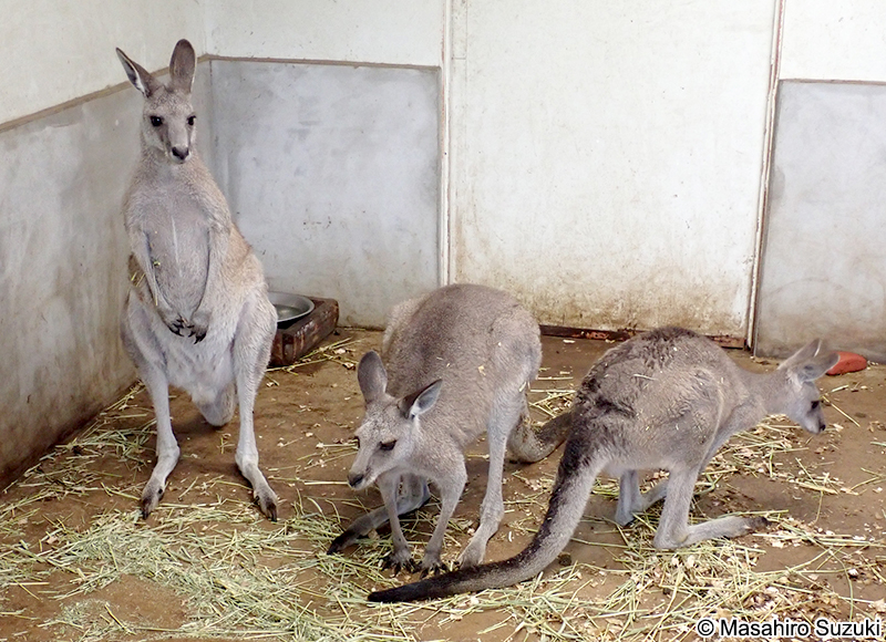 オオカンガルー Macropus giganteus