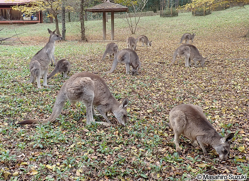 オオカンガルー Macropus giganteus