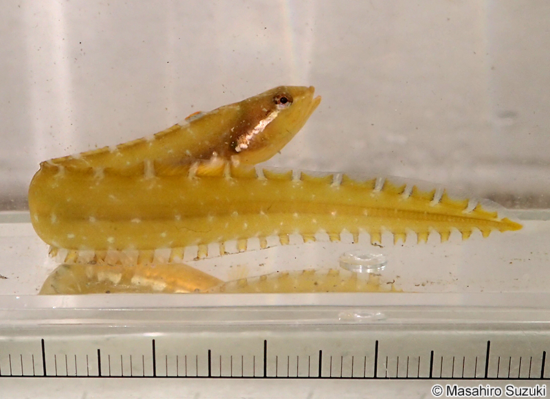 オオカズナギ Zoarchias major