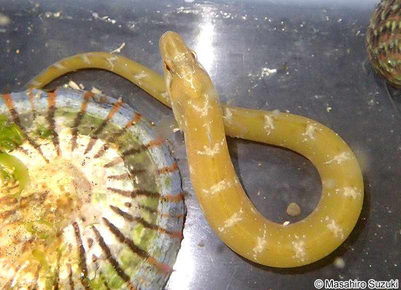 オオカズナギ Zoarchias major