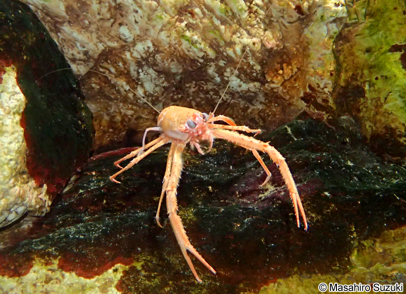 オオコシオリエビ Cervimunida princeps