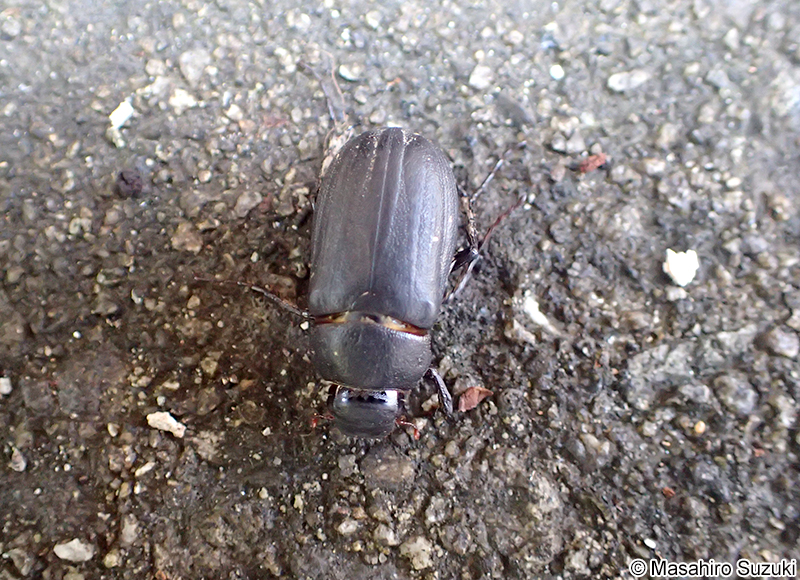 オオクロコガネ Holotrichia parallela