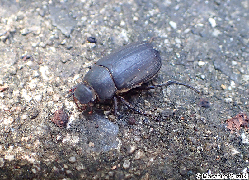 オオクロコガネ Holotrichia parallela