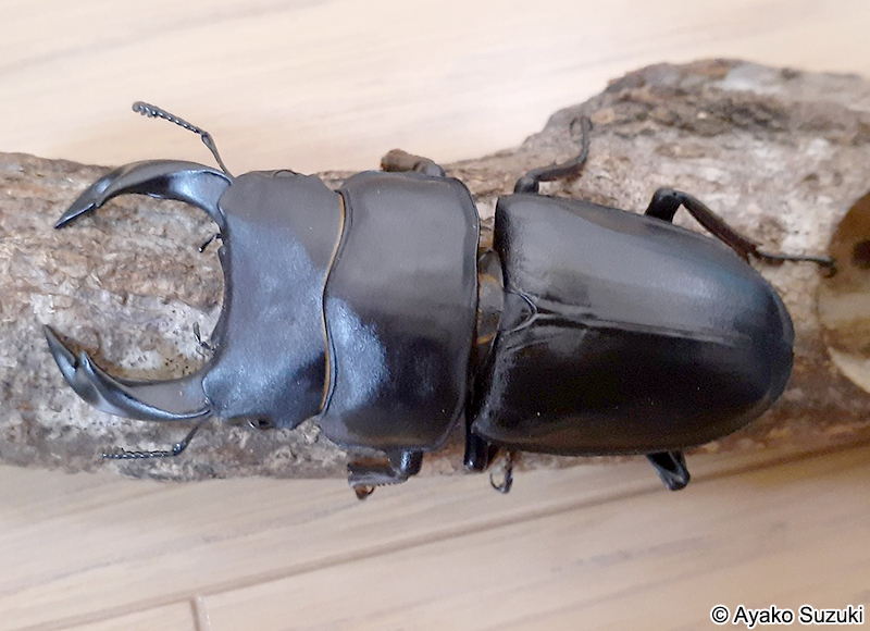 オオクワガタ Dorcus hopei binodulosus