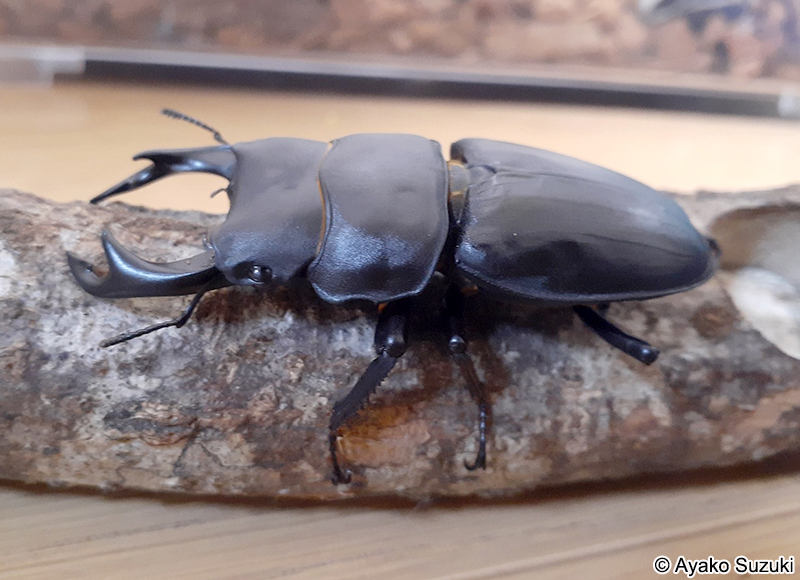 オオクワガタ Dorcus hopei binodulosus