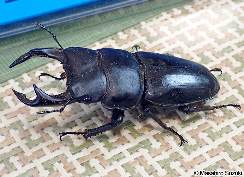 オオクワガタ Dorcus hopei binodulosus