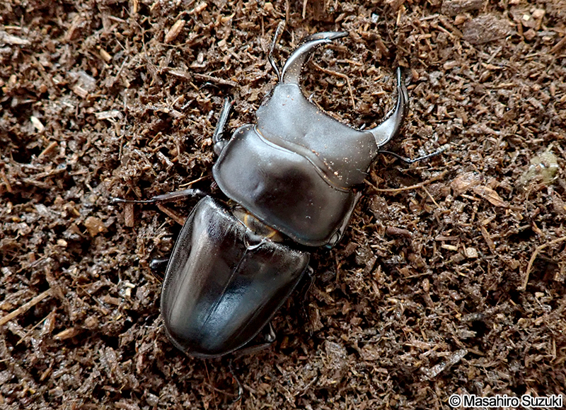 オオクワガタ Dorcus hopei binodulosus