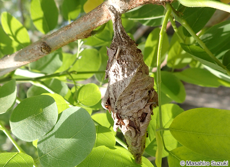オオミノガ Eumeta japonica