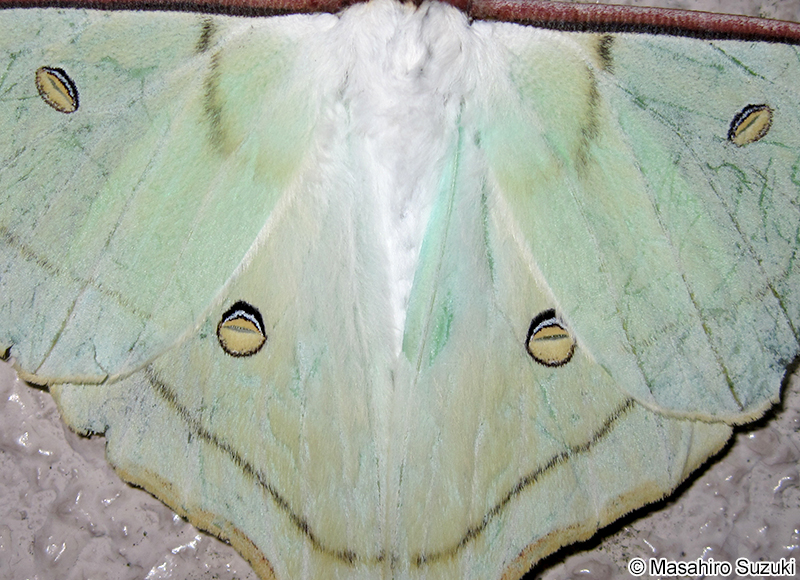 オオミズアオ Actias aliena