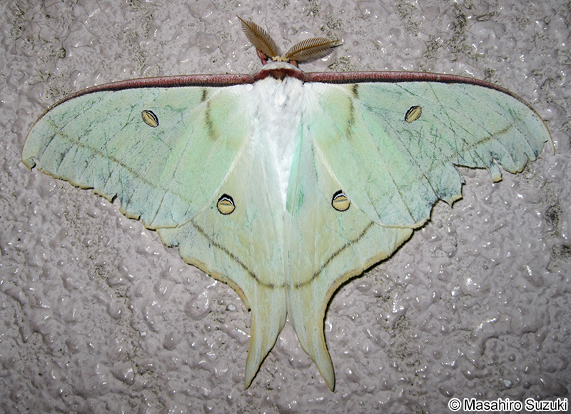 オオミズアオ Actias aliena