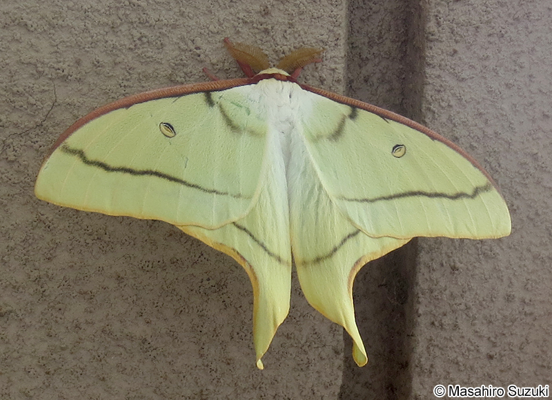 オオミズアオ Actias aliena