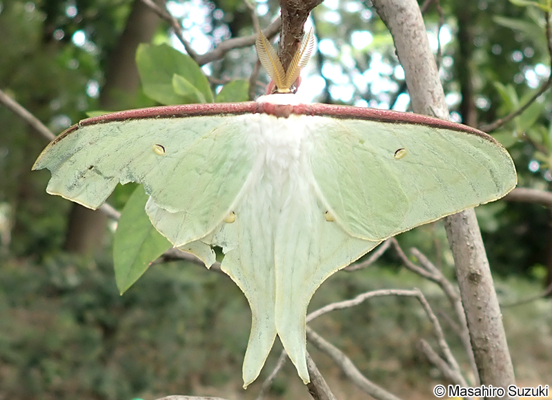 オオミズアオ Actias aliena