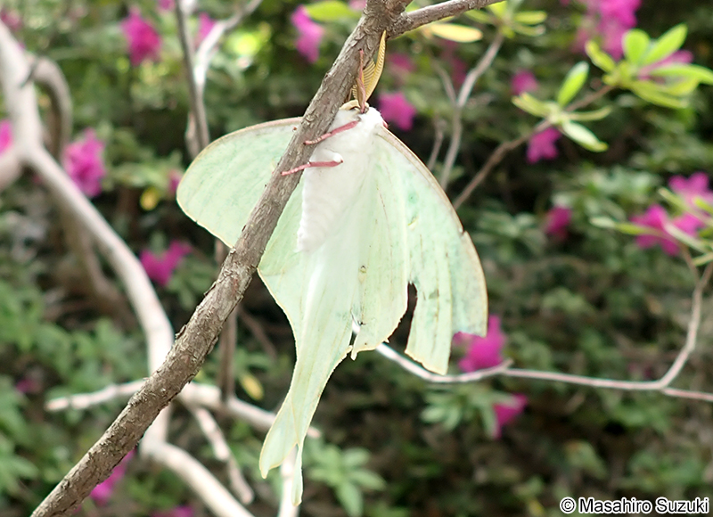 オオミズアオ Actias aliena