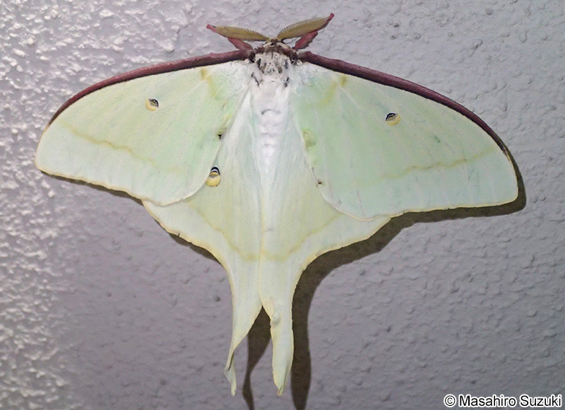オオミズアオ Actias aliena