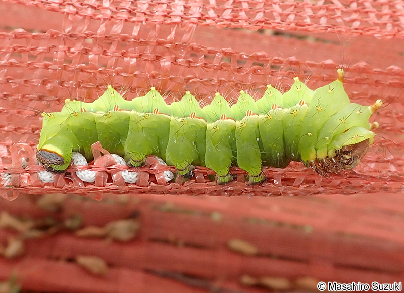 オオミズアオの幼虫