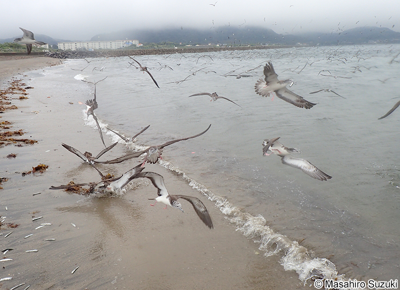 オオミズナギドリ Calonectris leucomelas