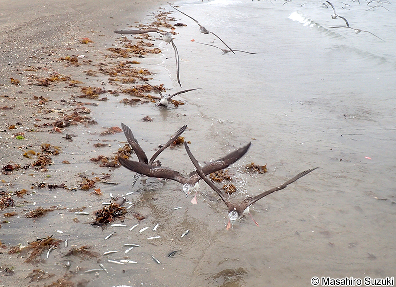 オオミズナギドリ Calonectris leucomelas
