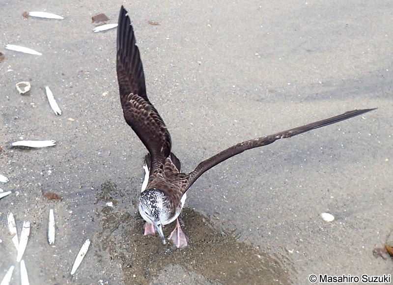 オオミズナギドリ Calonectris leucomelas