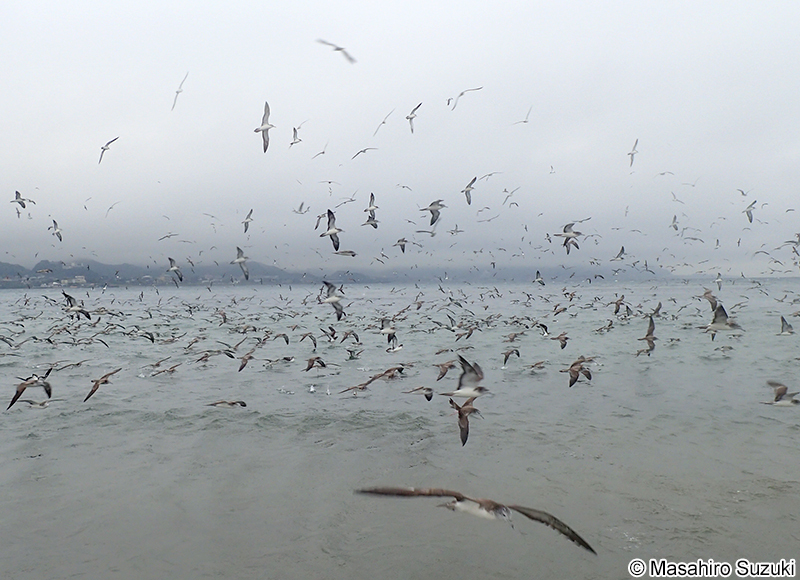 オオミズナギドリ Calonectris leucomelas