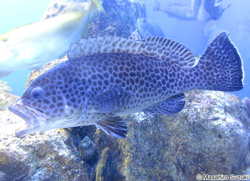 オオモンハタ Epinephelus areolatus