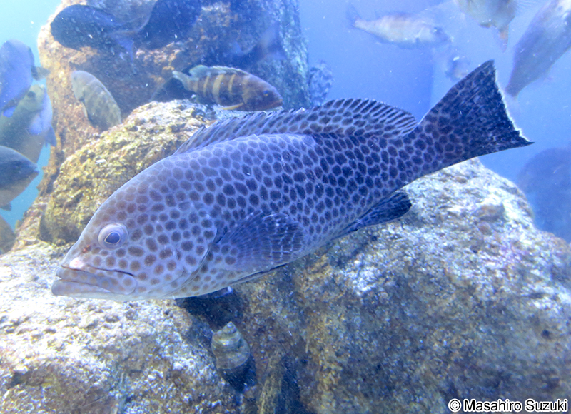 オオモンハタ Epinephelus areolatus