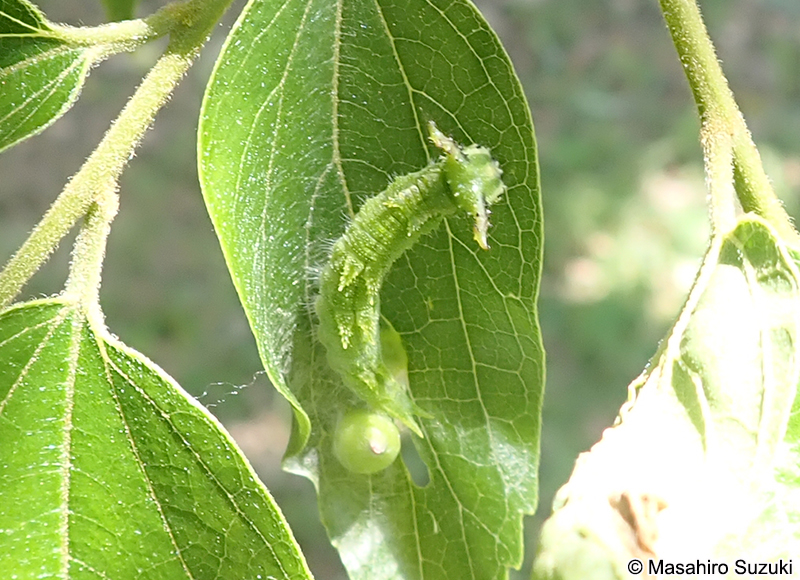 オオムラサキの幼虫