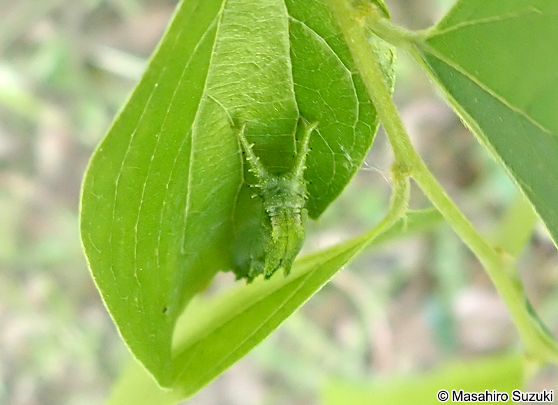 オオムラサキの幼虫