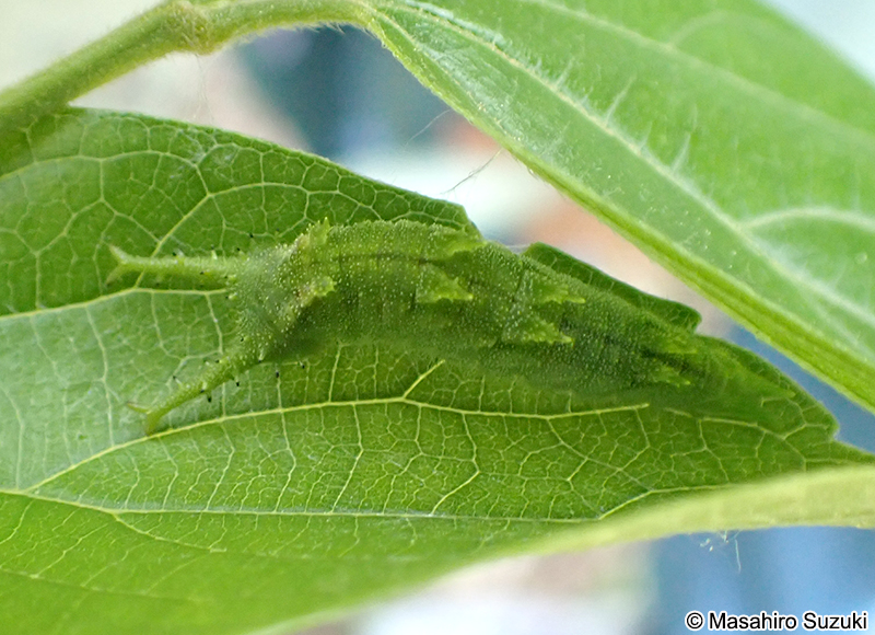 オオムラサキの幼虫