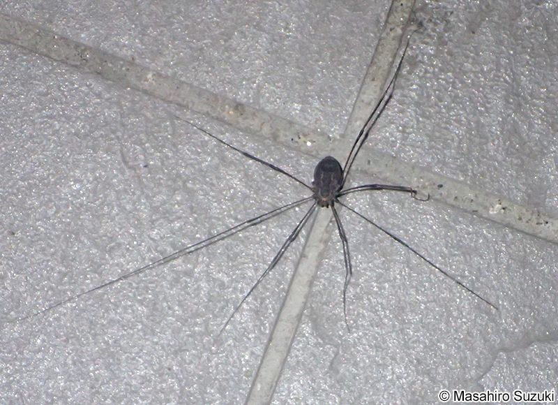 オオナミザトウムシ Nelima genufusca