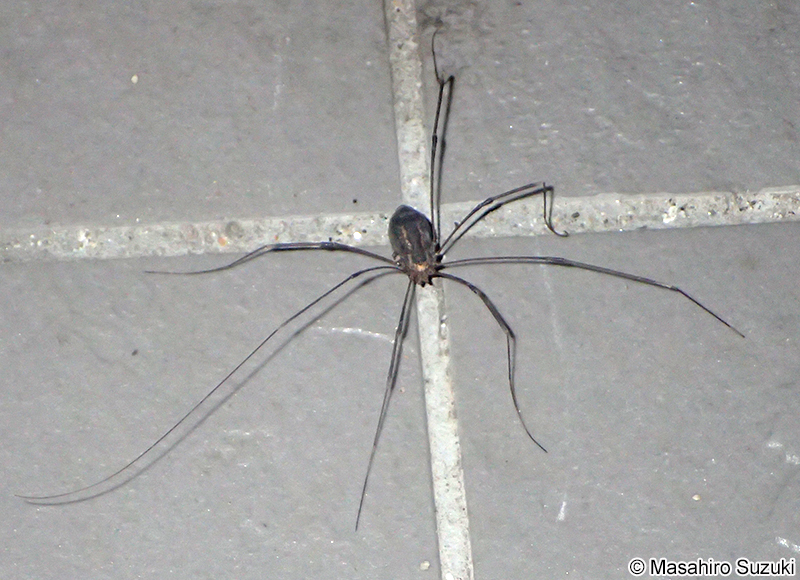 オオナミザトウムシ Nelima genufusca