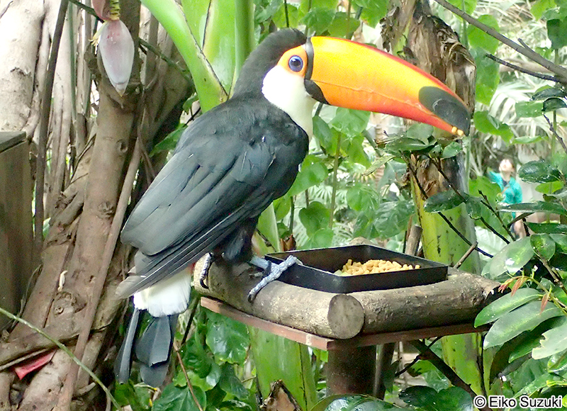 オニオオハシ Ramphastos toco