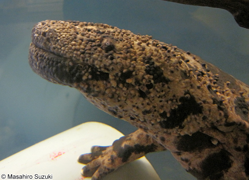 オオサンショウオ Andrias japonicus