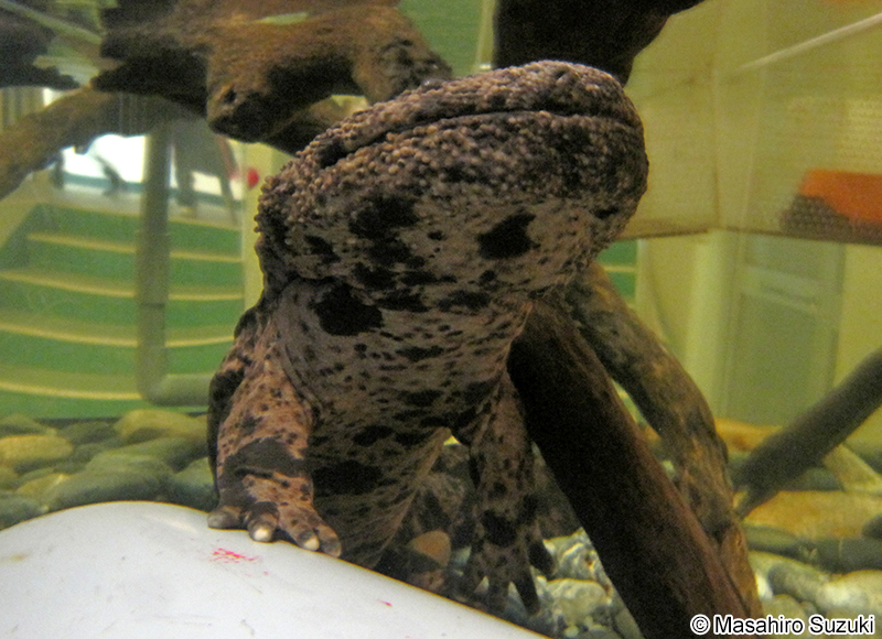 オオサンショウオ Andrias japonicus