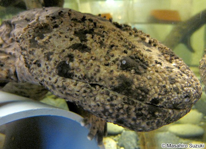 オオサンショウオ Andrias japonicus