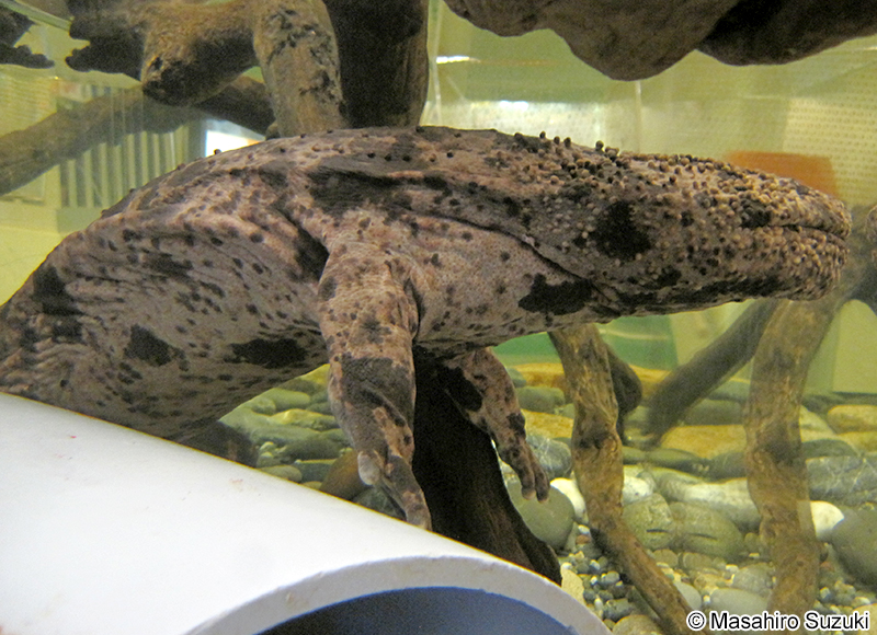 オオサンショウオ Andrias japonicus