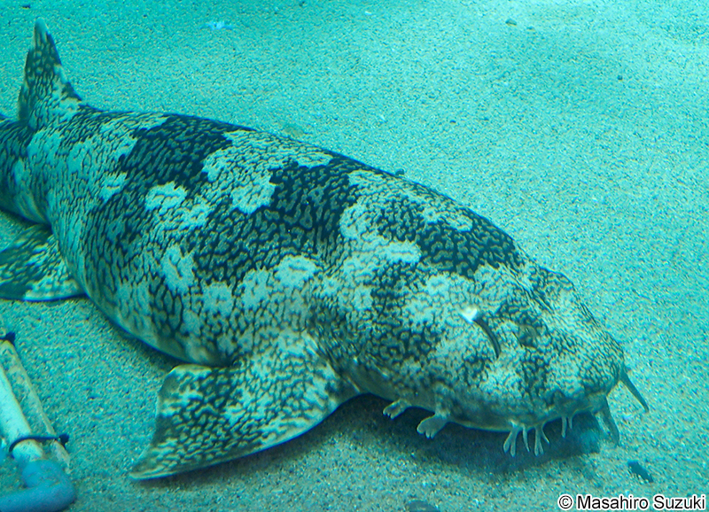 オオセ Orectolobus japonicus