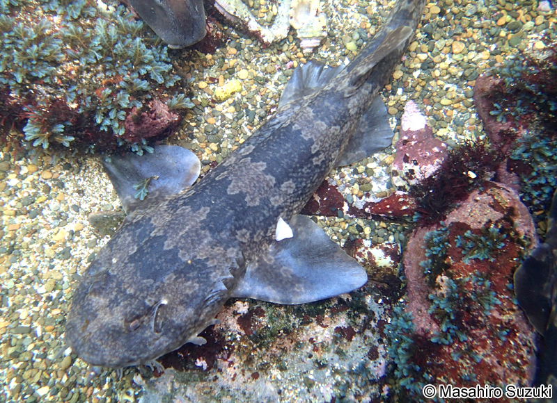 オオセ Orectolobus japonicus