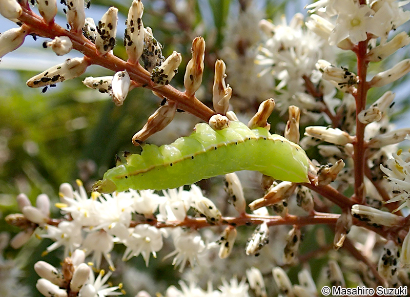オオシマカラスヨトウ Amphipyra monolitha surnia